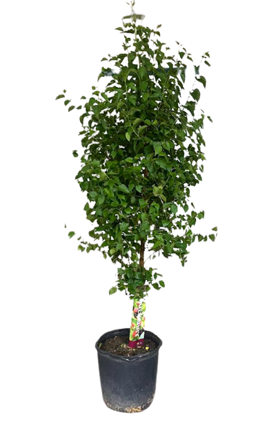15G Mulberry Tree